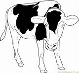 Black And White Cow Coloring Page For Kids  Free Printable sketch template