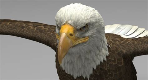 3D model american eagle - TurboSquid 1163246