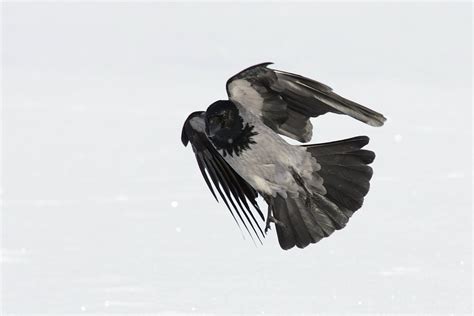 Hooded crow Free Photo Download | FreeImages