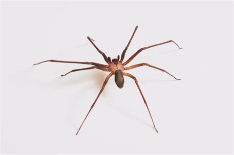 How to Identify Venomous (not Poisonous) Spiders » Wilderness Awareness ...