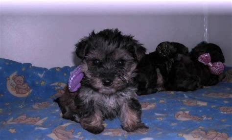 Adorable Yorkie Puppies For Adoption