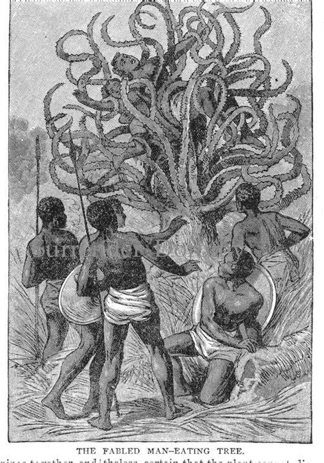 Fabled Man-eating Tree of Africa 1882 Bizarre Mythical - Etsy | African mythology, Antique ...