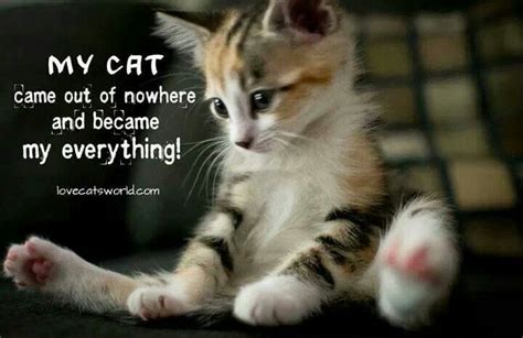 Cat Lover Quotes. QuotesGram