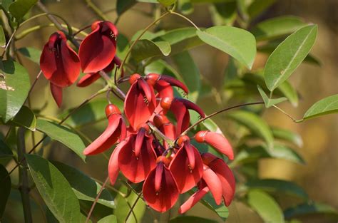 Ceibo flowers | National Flower of Argentina | Beatrice Murch | Flickr