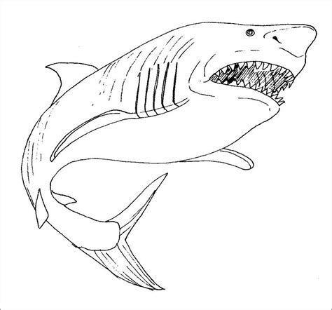 Bull Shark Coloring Page for Kids - ColoringBay