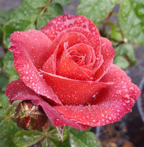 Hot Cocoa. Floribunda Rose