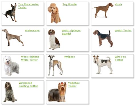 Dog Breeds List With Picture | Dog Breeds Alphabetical - Dogs Breeds Guide