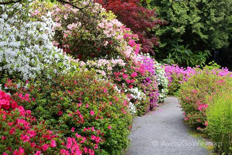 Crystal Springs Rhododendron Garden (Portland, OR): What to Expect