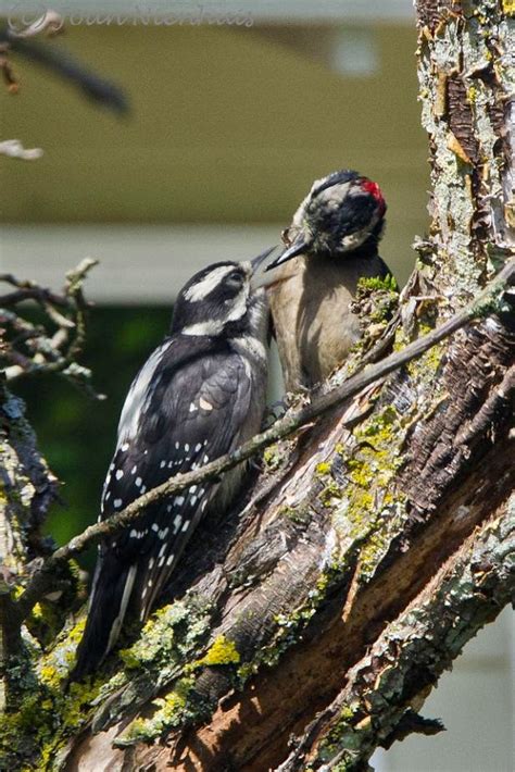 Pacific Northwest Photography: Hairy Woodpecker Pair, male feeding female