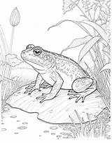 35 Frog Coloring Pages Cute Free Sheets sketch template