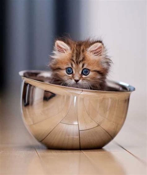 21 Pictures of Cats Looking Cute in Cups