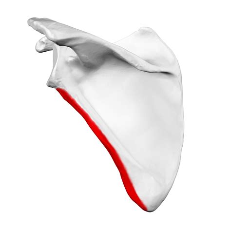 File:Lateral border of left scapula01.png - Wikimedia Commons