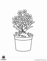10 Beautiful Flower Coloring Pages  Little Sprout Art sketch template