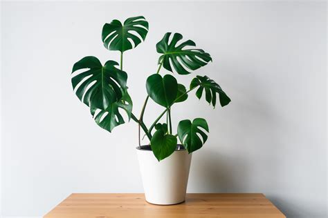 22 Indoor Vine Plants That Look Great in the Home