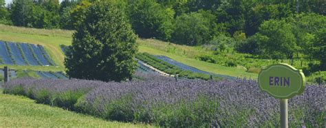 Home & Garden Article- Lavender Farm, Michigan Treasure – Lavender Hill Farm