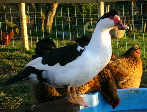 Raising Chicken And Duck Together | The Poultry Guide