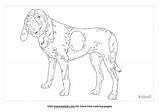 Free Bluetick Coonhound Coloring Page  Printables Kidadl sketch template