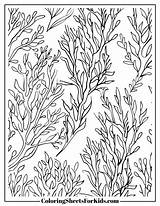 Seaweed Coloring Pages Free Downloads  Sheets For Kids sketch template
