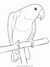 Eclectus Parrot Coloring Page For Kids  Free Parrots Printable sketch template