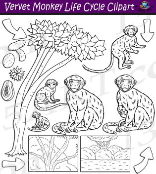 Vervet Monkey Life Cycle Clipart by I 365 Art - Clipart 4 School