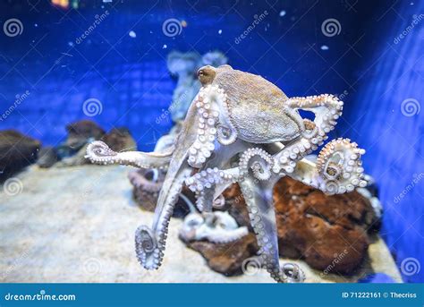 Octopus in marine aquarium stock image. Image of fish - 71222161