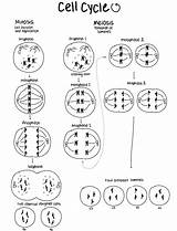 Meiosis Coloring Worksheet sketch template
