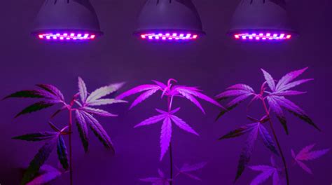 Best LED Grow Lights For Indoor Marijuana Plants - American Marijuana