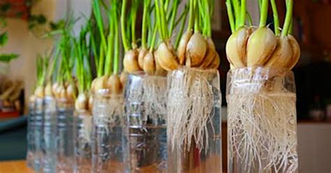 How To Grow Garlic At Home