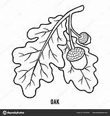 Coloring Book Children Oak Stock Vector Image By ©ksenya Savva 202340004 sketch template