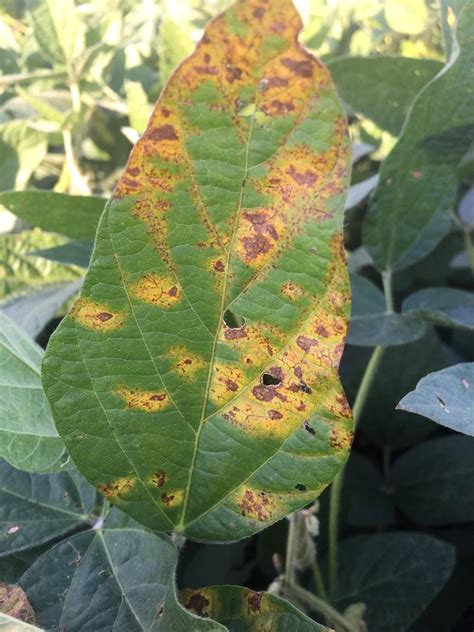 Soybean Vein Necrosis Virus Detected in South Dakota Soybeans