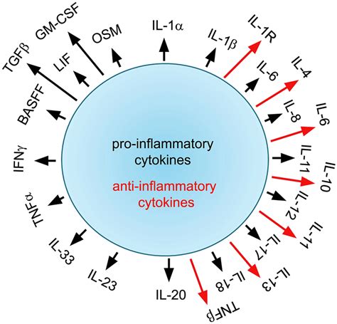 Pro- and anti-inflammatory cytokines as the name suggests trigger pro ...