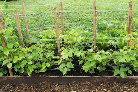 Green Bean Trellis » Top Tips for Support