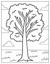 Images Of Trees Coloring Pages sketch template