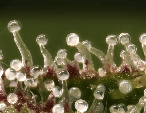 The Role of Trichomes in Cannabis - Marijuana Grow Shop