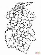 Grapes Coloring Page  Coloring Home sketch template