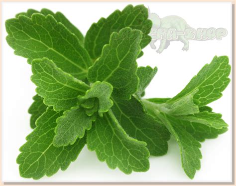 * 100+ Fresh STEVIA (Stevia Rebaudiana) SEEDS * With Care Instructions * HERBS | eBay