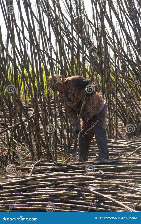 Sugar cane harvesting editorial photo. Image of harvest - 121225956