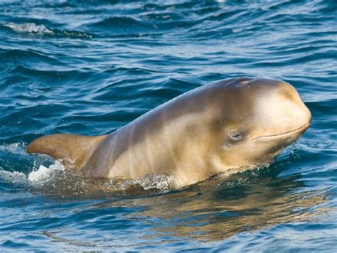 Risso’s Dolphin – "OCEAN TREASURES" Memorial Library