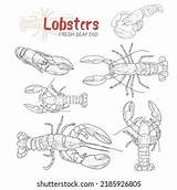 Realistic Lobster Coloring Page sketch template