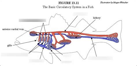 Circulatory System in a Fish Diagram | Quizlet