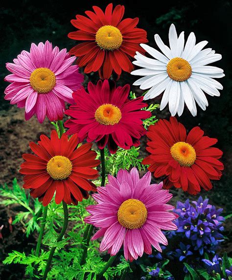 Coloured Daisy Mix | Hardy perennials, Plants, Flower seeds