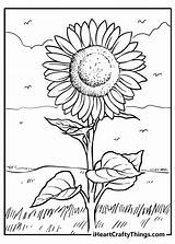 Sunflower Coloring Pages 100% Free Printables sketch template