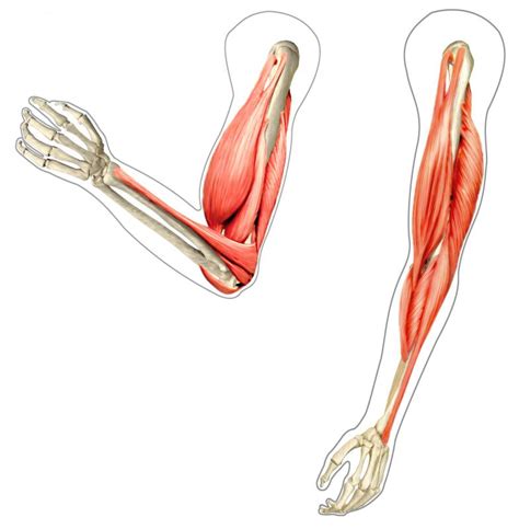 What are the Different Types of Flexion Exercises?