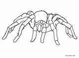 Ragno Da Colorare  Disegni Per Bambini Stampare sketch template