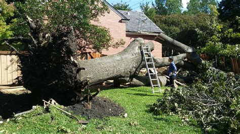 Tree Removal & Trimming Services Near Me - Checklist & Free Quotes