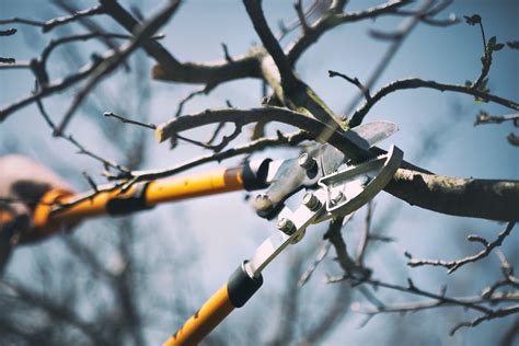 Pruning Apple Trees: How to Prune an Apple Tree in 7 Steps - 2024 - MasterClass