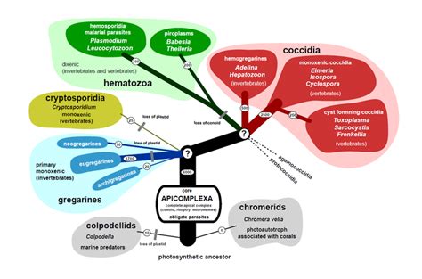 Apicomplexa