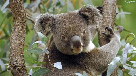 Australia, Miś, Koala