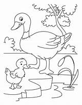 Free Printable Duck Coloring Pages For Kids sketch template