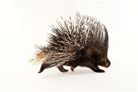 Indian Crested Porcupine (Hystrix indica) - Joel Sartore